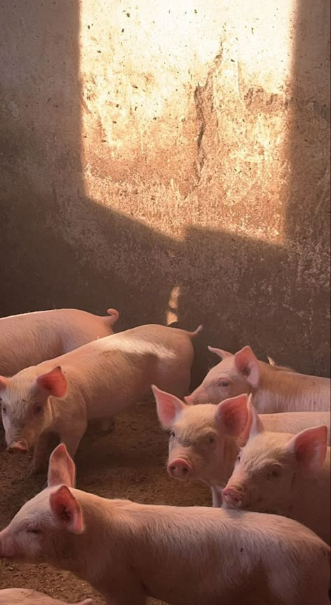 Pig Farm Aesthetic, Pig Aesthetic, Raising Pigs, Milk The Cow, Small Pigs, Livestock Farming, Farm Lifestyle, Horse Wallpaper