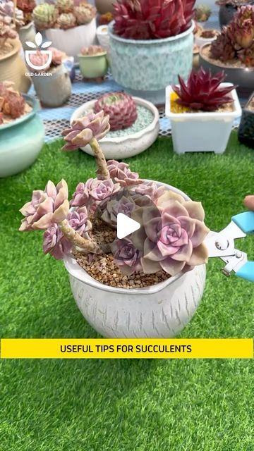 Ideas For Planting Succulents, Suculentas Ideas, Succulent Potting Mix, Garden Succulents, Succulent Planter Diy, Old Garden, Garden Remedies, Small Courtyard Gardens, Household Plants