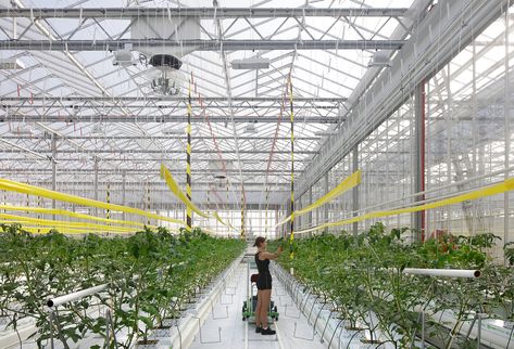 Greenhouse Construction, Agriculture Projects, House Redesign, Arch Architecture, Urban Farmer, Vertical Farming, Urban Agriculture, London House, Research Centre