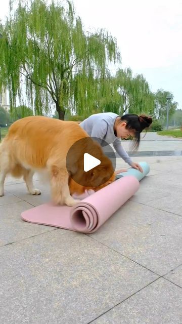 Babies And Dogs, Dog Doing Yoga, Golden Retriever Gif, Chien Golden Retriever, Dog Jokes, Dog Yoga, Yoga Dance, Funny Cats And Dogs, Cute Funny Dogs