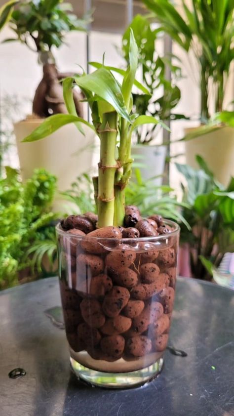 Plant Magick, Organic Store, Bohemian Garden, Bamboo Plant, Lucky Bamboo, Bamboo Plants, Garden Stuff, First Time, The First