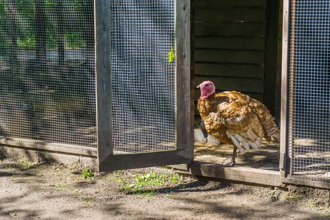 Learn basic housing and fencing requirements for raising turkeys, including roosting structures, pen enclosures, and turkey houses for breeding birds. Turkey Roost, Pet Turkey, Raising Turkeys, Pasture Fencing, Diy Turkey, Baby Turkey, Poultry Feed, Farm Plans, Fencing Material