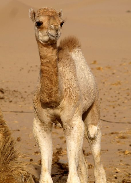 Baby camel in UAE by Sarah Hocevar i want to hug this little baby.............. so cute, i could hang out with him all day Dromedary Camel, Camel Animal, Bactrian Camel, Camels Art, Baby Camel, Llama Alpaca, Hump Day, Sweet Animals, Giraffes