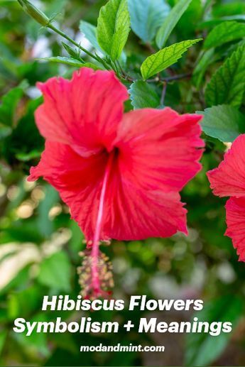 Hibiscus: Discover the symbolism, meaning, and mythology of these stunning flowers that come in a variety of colors (all with their own meanings). Enjoy! Hibiscus Meaning, Hibiscus Flower Meaning, Plant Meanings, Symbolism Meaning, Purple Hibiscus, Stunning Flowers, Memorial Ceremony, Yellow Hibiscus, Hibiscus Plant