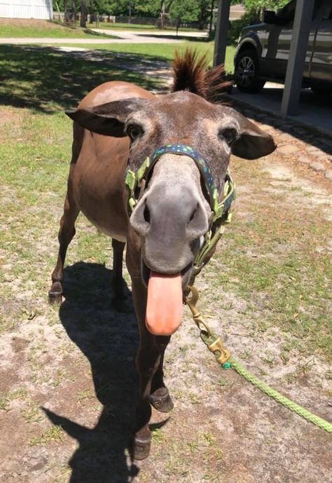 Carol Torre Nease ~ Only Donkeys - Happy World Donkey Day...from Murphy 5-8-19 ❤️🌹❤️ Donkey Funny Pics, Aesthetic Donkey, Funny Donkey Pictures, Donkey Pics, Donkey Pictures, Wonky Donkey, Draft Mule, Donkey Images, Pet Donkey