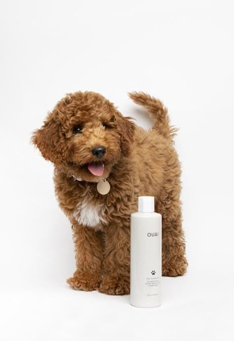 Natural Dog Shampoo, Pet Branding, Jen Atkin, Dog Grooming Salons, Pet Spray, Dog Photoshoot, Happy July, Grooming Salon, Hair Care Brands