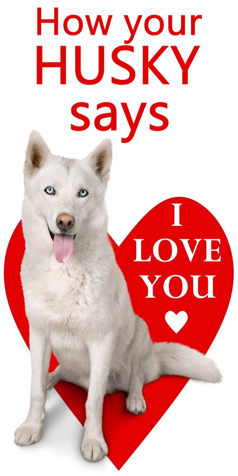 Huskies Talking, Blonde Husky, Husky Care, Happy Birthday Husband Funny, Husky Aesthetic, White Siberian Husky Puppy, Husky Quotes, Husky Facts, Siberian Husky Facts