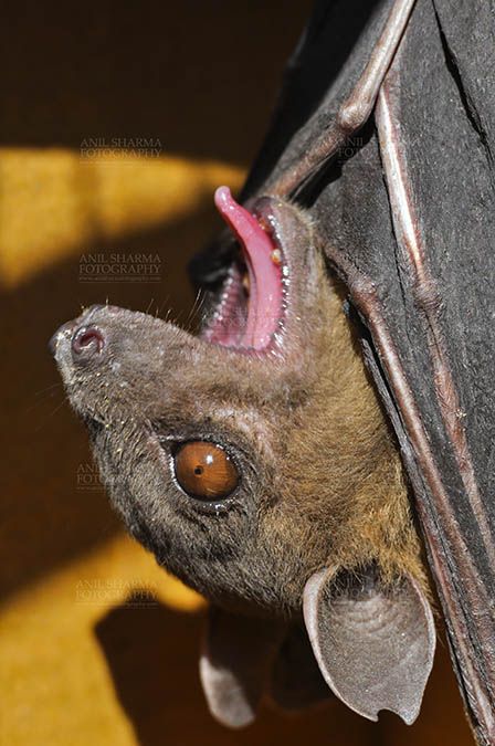 Wildlife- Indian Fruit Bat (Petrous giganteus) by anilsharmafotography.com: Indian Fruit Bats (Pteropus giganteus) Noida, Uttar Pradesh, India- January 19, 2017: Close-up of an Indian fruit bat hanging upside down, open mouth showing tongue at Noida, Uttar Pradesh, India. Bat Hanging, Fruit Bats, Hanging Upside Down, Fruit Bat, January 19, Open Mouth, Uttar Pradesh, Upside Down, Art Style