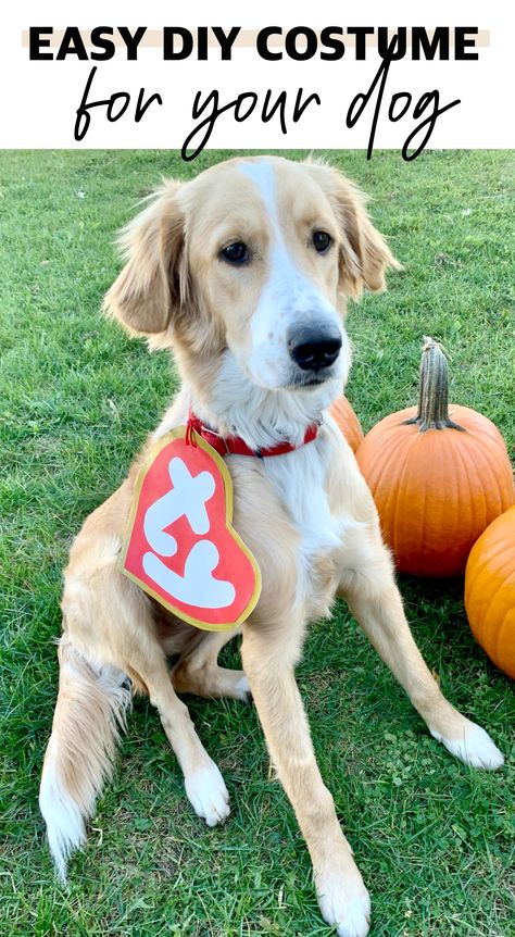 Ty Beanie Baby Costume, Beanie Baby Costume, Baby Dog Costume, Beanie Baby Costumes, Golden Retriever Cocker Spaniel, Dog Costumes For Kids, Diy Pet Costumes, Beanie Baby Dog, Food Halloween Costumes