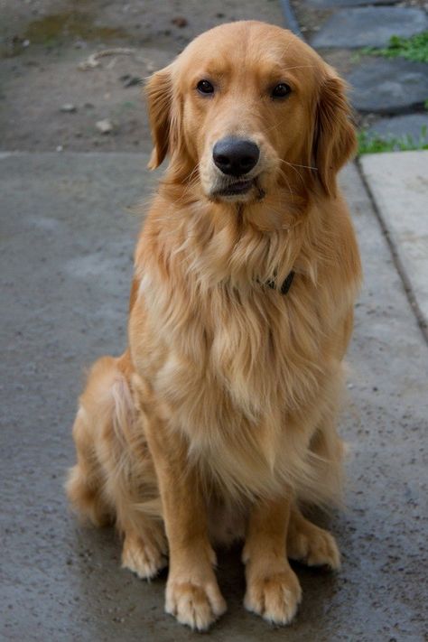 20 Things All Golden Retriever Owners Must Never Forget Golden Dogs, Golden Retriever Owner, Chien Golden Retriever, Golden Retriever Funny, Retriever Puppies, Dog Brain, Best Dog Breeds, Retriever Puppy, Dogs Golden Retriever