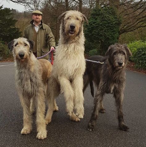 Irish Deerhound, Irish Hound, Irish Hound Wolfhound, Irish Animals, Irish Wolfhound Puppy, Irishwolf Hound, Wolfhound Puppies, Wolfhound Irish, Wolf Hound Dog Irish Wolfhounds