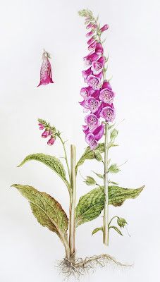 Dianne Sutherland Dianne Sutherland, Digitalis Purpurea, Contemporary Botanical Art, Illustration Courses, Illustration Botanique, Vintage Botanical Prints, Botanical Illustrations, Botanical Painting, Botanical Watercolor