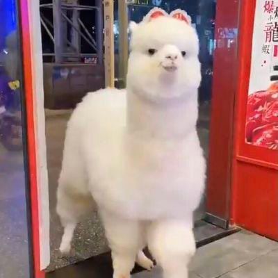 Cute Alpaca Aesthetic, Leucistic Animals, Fluffy Llama, Lama Animal, Cute Lama, Rare Albino Animals, Elephant Wallpaper, Funny Llama, Cute Alpaca