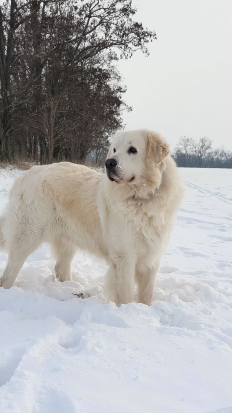 Dog Mansion, Pyrenees Puppies, Great Pyrenees Puppy, Dog Tumblr, Pyrenees Dog, Livestock Guardian Dog, Great Pyrenees Dog, English Cream, Livestock Guardian