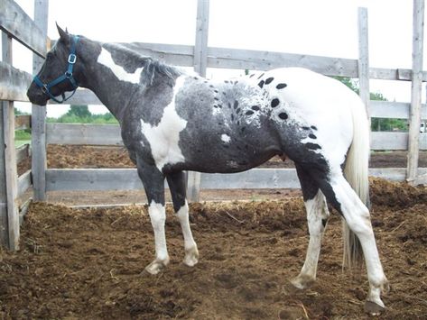 View topic - #2241 silver purple roan appaloosa - Chicken Smoothie Therapeutic Horseback Riding, Cheval Pie, Rare Horse Breeds, Rare Horses, Pinto Horse, Appaloosa Horses, All About Horses, Horse Trailer, Horse Equestrian