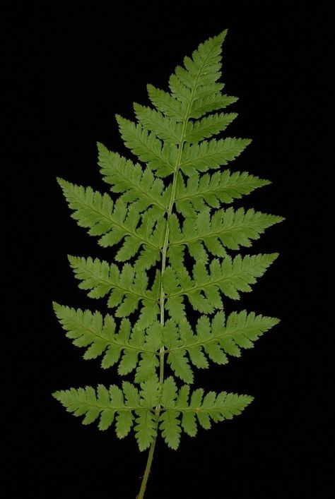 Dryopteris carthusiana (Shield Fern, Spinulose Wood Fern, Toothed Wood Fern, Wood Fern) | North Carolina Extension Gardener Plant Toolbox Leatherleaf Fern, Cinnamon Fern, Plant Reference, Forest Fern, Wood Fern, Shade Garden Design, Fern Flower, Maidenhair Fern, Soil Texture