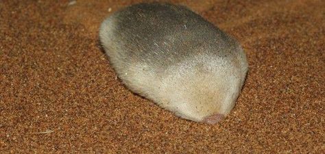 What is this satiny boop? Behold the Golden Mole, native of the Namib desert. You are looking at the front end. It swims blind through the dunes at night and comes out to blunder into grasses (which... Golden Mole, Red Moles, African Bush Elephant, Pitch Dark, Namib Desert, Desert Travel, Healthy Routine, Cute Animals Images, Travel News