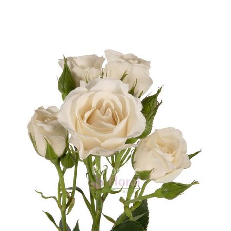 White Majolika Spray Rose White Blush - Potomac Floral Wholesale Pendleton Wedding, White Spray Rose, White Spray Roses, Spray Roses, Beautiful Rose Flowers, Boho Rainbow, Rainbow Flowers, Silver Spring, Wedding Bouquet