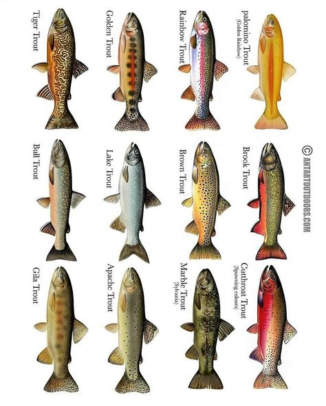 Fish Chart, Trout Art, Cutthroat Trout, Fly Fishing Art, Fishing Art, Fishing Photography, Fly Fishing Tips, Brook Trout, Bio Art