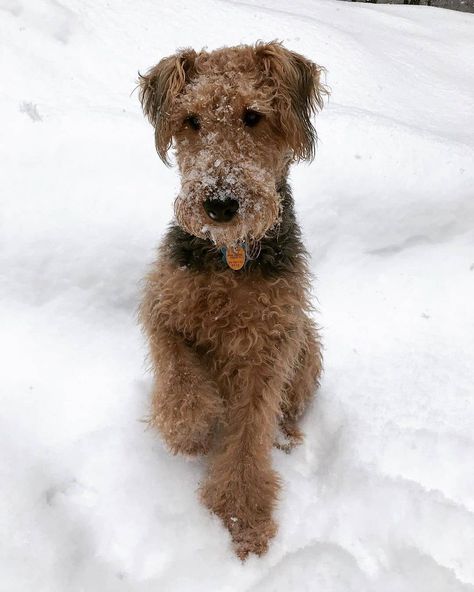 14 Incredible Things About Airedale Terriers | PetPress Airedale Terriers, Irish Terrier Puppies, Airedale Terrier Puppies, Miniature Pinscher Dog, Airedale Dogs, Dogs Diy Projects, Lakeland Terrier, Norfolk Terrier, I Like Dogs