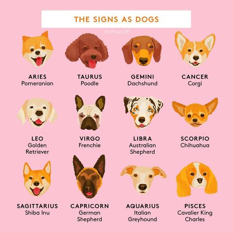 #NationalPuppyDay Zodiac Charts, Dog Quiz, Dog Zodiac, Zodiac Clothes, Zodiac Signs Animals, Zodiac Sign Fashion, Zodiac Characters, Zodiac Signs Chart, Signs Horoscope