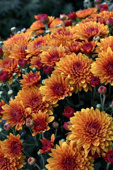 Transform your garden into a stunning autumn oasis with vibrant fall chrysanthemums. These colorful blooms bring warmth and charm to any outdoor space, offering a perfect blend of rich reds, oranges, and yellows. Easy to care for and incredibly versatile, chrysanthemums are ideal for creating eye-catching arrangements in pots, borders, or as part of a seasonal display. Embrace the beauty of fall and let these lively flowers be the star of your garden decor this season. Orange Chrysanthemum, Creative Garden Decor, Yellow Chrysanthemum, Seasonal Displays, Grocery List, Food Waste, Autumn Theme, Chrysanthemum, Meal Planner