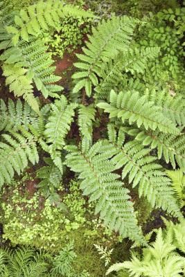 How to Trim Outdoor Ferns Planting Ferns In Ground, How To Keep Ferns Green, Types Of Ferns Outdoor, Outdoor Ferns, Water Ferns, Sensitive Fern, Unfurling Fern, Fern Care, Saving Seeds