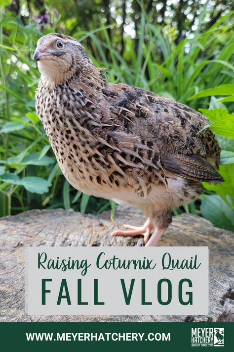 Raising Cortunix Quail is such a rewarding experience! Learn some tips for keeping your quail in the fall and winter! Cortunix Quail, Coturnix Quail, Preparing For Winter, Raising Quail, Hatching Eggs, Farm Fresh Eggs, In The Fall, Fall And Winter, Ducks