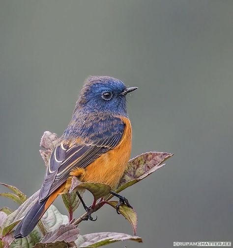 Blue-fronted Redstart Picoke Bird Photo, Picoke Bird, Close Photography, Flycatchers, Bird Sanctuary, Amazing Birds, Orange Bird, Flock Of Birds, Kinds Of Birds