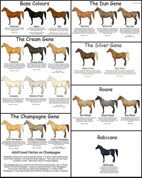 Horse Age Chart, Horse Types Chart, Horse Tack Colour Chart, Horse Coat Colors Chart, Breeds Of Horses Chart, Horse Color Chart, Horse Conformation, Horse Age, Horse Knowledge