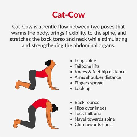 Cat Cow Exercise, Cat Pose Yoga, Cat And Cow, Cow Yoga, Cat Cow Pose, Cat Cow, Yoga Cat, Poses To Try, Cow Pose