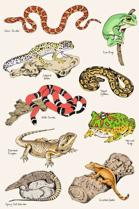 Animal Infographic, Scientific Poster, Reptile Room, Frog Illustration, Colourful Style, Cute Reptiles, Snake Art, Contemporary Illustration, Desenho Tattoo