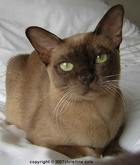 Burmese Burmese Cats, Burmese Kittens, Famous Cats, Tonkinese Cat, Cat Wallpapers, Burmese Cat, Cat Funny, Nikko, Anime Cat