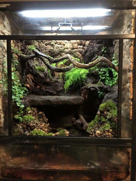 adult gargoyle gecko - viv Gargoyle Gecko Terrarium, Gargoyle Gecko Enclosure, Crested Gecko Tank, Crested Gecko Vivarium, Crested Gecko Habitat, Gecko Vivarium, Lizard Terrarium, Bioactive Vivarium, Gecko Habitat