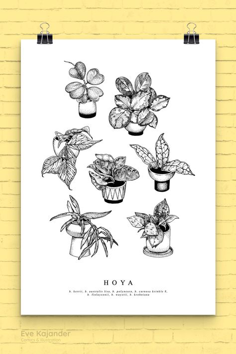 I tried my hand at stippling with this Hoya art print. It's compiled from small plant drawings I did during Inktober of 2022. The babies include kerrii, australis lisa, polyneura, krinkle 8, finlaysonii, wayetii and krohniana. Should this be your planty aesthetic, prints are available in my shop! 🪴 Hoya Plant Drawing, Hoya Illustration, Hoya Drawing, Plant Drawings, Plant Sketches, Plant Doodle, Hoya Plant, Aesthetic Prints, Arrowhead Plant