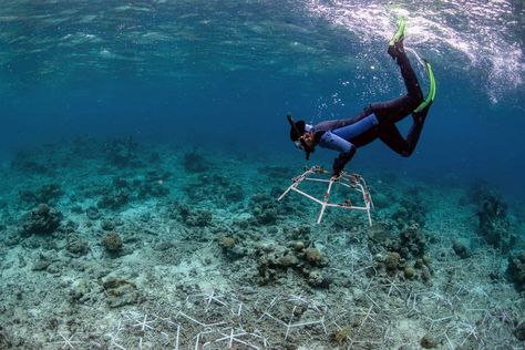 New method fully recovers coral reefs destroyed by blast fishing Ocean Acidification, Ocean Science, Physical Chemistry, Live Coral, Fishing Techniques, Coral Reefs, Natural Coral, Brain Activities, March 2024