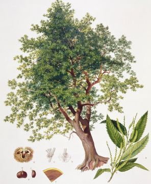 Sweet chestnut tree, nuts and leaves Chestnut Tree Drawing, Sweet Chestnut Tree, Horse Chestnut Trees, Chestnut Tree, American Chestnut, Address Change, Sweet Chestnut, Horse Chestnut, Zen Tangle