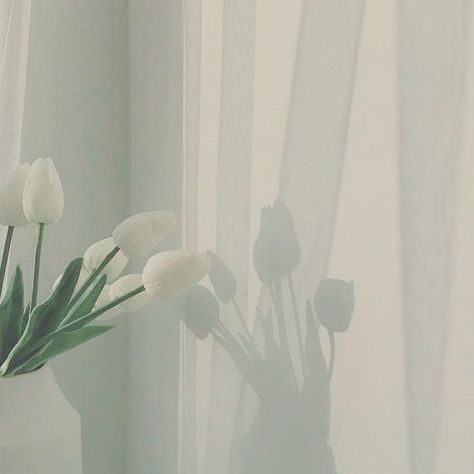 White Tulips, White Aesthetic, White Flowers, Tulips, Curtains, Flowers, White