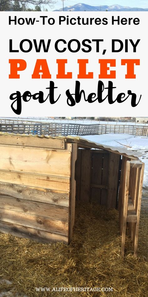 Pallet Goat Shelter that is low cost, DIY and provides great winter protection even in Montana winters! Get the how-to pictures right here! Outdoor Animal Shelter Diy Winter, Pallet Goat House, Pallet Goat Shelter, Pallet Shelter, Goat Tower, Big Dog House, Goat Shed, Livestock Shelter, Homestead Animals