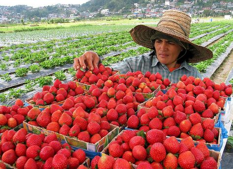 Strawberry Farm, Baguio City Strawberry Farm Baguio, Kawaii Room Ideas, Strawberry Farm, White Strawberry, Baguio City, Baguio, Kawaii Room, Halloween Event, Tourist Spots