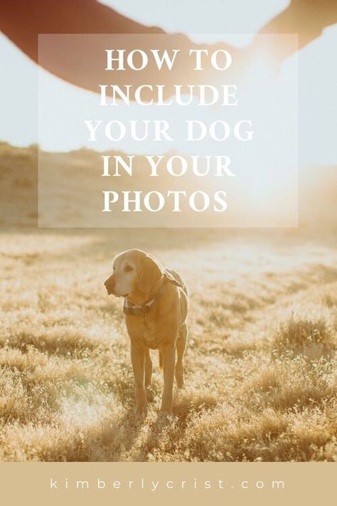 10 tips and tricks to include your dog in your photos Engagement Dog Photos, Couples With Dogs Photography, Fall Family Photos With Dogs, Couple With Dogs Photoshoot, Family Photo With Dog, Dog Family Portraits, When To Give Up, Fall Family Photo Outfits, Photos With Dog