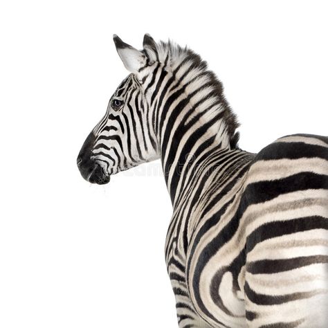 Zebra. In front of a white background , #spon, #front, #Zebra, #background, #white #ad Zebra Background, Background White, Abstract Nature, Boho Wall Art, Boho Wall, Paint Set, Trademark Fine Art, Color Photography, Art Materials