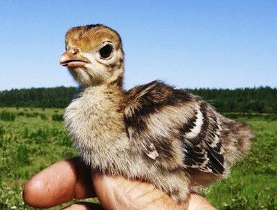 Five Reasons Turkeys Are Really Just Cats With Feathers - ChooseVeg.com Pet Turkey, Raising Turkeys, Baby Animal Names, Turkey For Thanksgiving, Baby Turkey, Bird Breeds, Turkey Meat, Wild Turkey, Hobby Farms