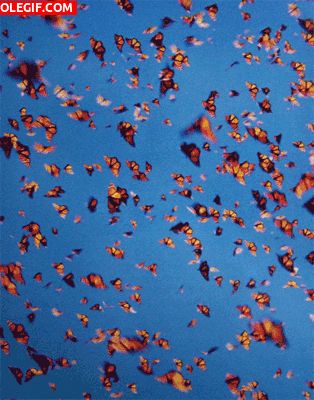 GIF: Mariposas Monarca en el cielo Butterflies Flying, Aesthetic Gif, Live Photo, Pastel Wallpaper, Butterfly Wallpaper, Monarch Butterfly, Film Aesthetic, Aesthetic Videos, Aesthetic Iphone Wallpaper