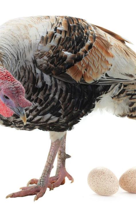 Turkey Eggs, Turkey Chicks, Turkey Breeds, Egg Benefits, Best Turkey, Chicken Eating, Egg Production, Hatching Eggs, Eyes Problems