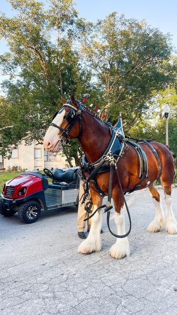 Budweiser Clydesdales Christmas, Horses Clydesdale, Budweiser Horses, Apopka Florida, Budweiser Clydesdales, Buy A Horse, Clydesdale Horses, Beautiful Horse Pictures, Animals Christmas