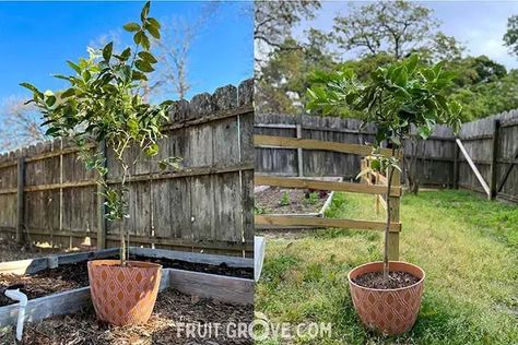 A Guide to Pruning Potted Lemon and Lime Trees – The Fruit Grove Potted Lime Tree, Persian Lime Tree, Pink Lemon Tree, Key Lime Tree, Growing In Containers, Lime Trees, Foliar Spray, Water Shoot, Baby Fruit