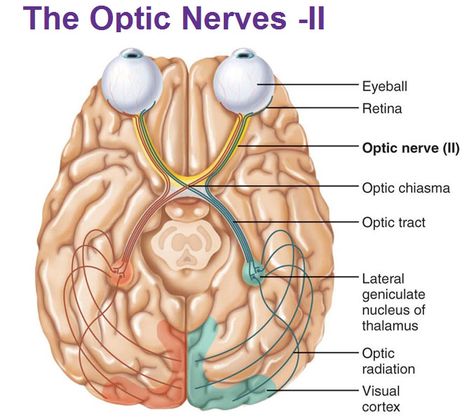 optic nerve lateral geniculate nucleus of thalamus optic radiation visual cortex Cranial Nerves Anatomy, Nerve Anatomy, Neurological System, Eye Anatomy, Peripheral Nervous System, Optic Nerve, Basic Anatomy And Physiology, Nerve Fiber, Brain Anatomy