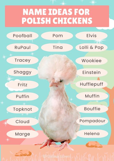 Polish Chickens Breed, Polish Chickens, Polish Rooster, Rooster Names, Names Generator, Leghorn Chickens, Fowl Language, Polish Chicken, Chicken Care