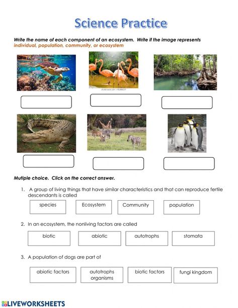 Ecosystem Worksheets, Types Of Ecosystems, Ecosystem Activities, Trophic Level, Worksheets For Grade 3, History Worksheets, Homeschool Geography, Time Worksheets, Science Activities For Kids